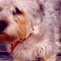 Cream terrier, red collar
