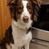 Red & white shepherd type